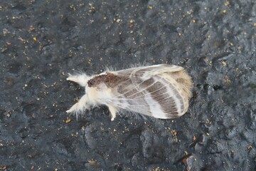 White gray Oak processionary moth (Thaumetopoea processionea), closeup