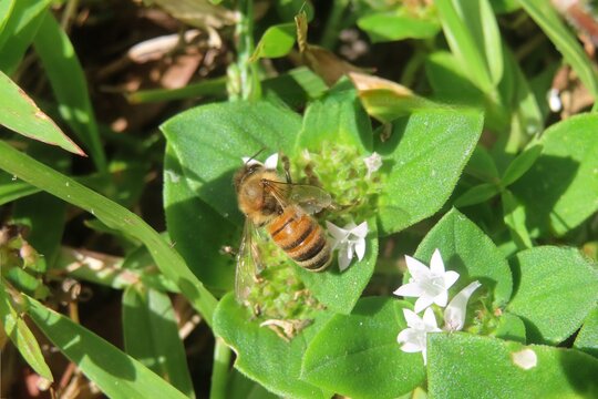Honeybee on richardia flowers in Florida nature, closeup