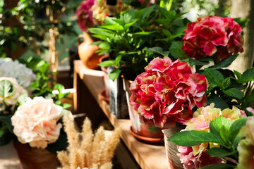 Colorful flowers arranged in pots on a wooden shelf in a vibrant indoor garden setting