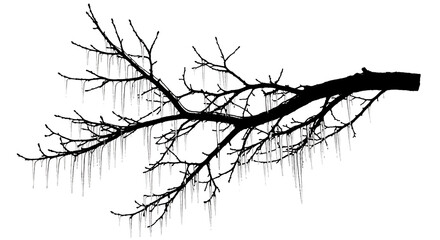 Bare tree branch silhouette with icicles on transparent background winter concept