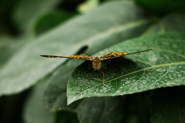 Butterfly resting on a green leaf in a serene garden setting during daylight