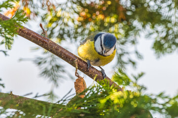 Modraszka (zwyczajna) sikora modra, sikora modraszka (Cyanistes caeruleus)