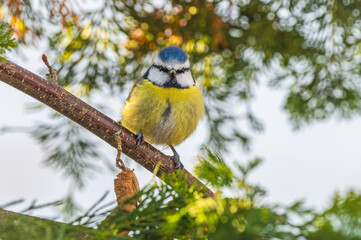 Modraszka (zwyczajna) sikora modra, sikora modraszka (Cyanistes caeruleus)