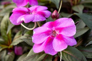 Close up of a pink whith gradient  flower surrounded by small flower buds with a blurred green leaf background, in the garden, in the summer