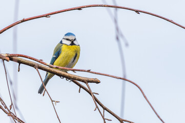 Modraszka (zwyczajna) sikora modra, sikora modraszka (Cyanistes caeruleus)