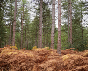Tall trees in woodland autumn season