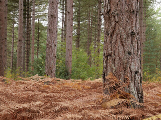 Obraz premium Trees in woodland forest in autumn