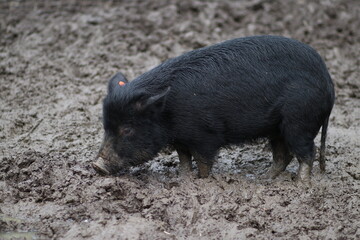 black mini pig in mud, on a farm