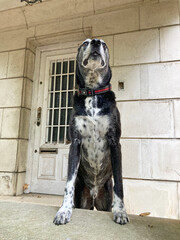 perro negro vigilante de pie ergido guardian de la casa IMG_3396-as25