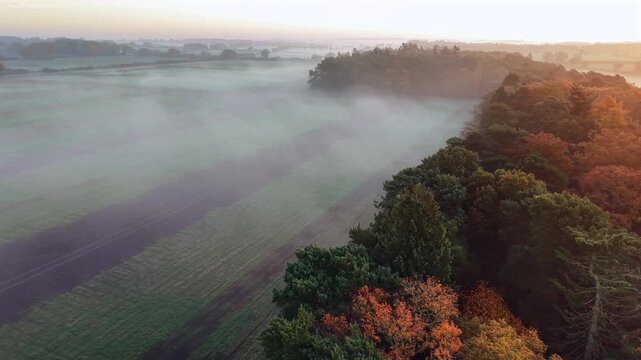 Georgeous autumn trees from above the canopy Norfolk