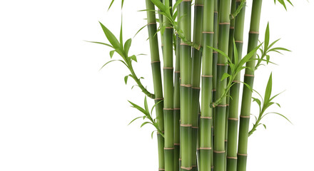 Obraz premium Green bamboo stalks and leaves asian design lucky plant oriental style nature fresh element