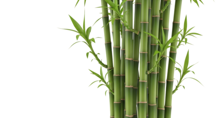 Green bamboo stalks and leaves asian design lucky plant oriental style nature fresh element