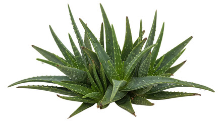 Fototapeta premium Top view of green aloe vera plant with water drops for natural beauty