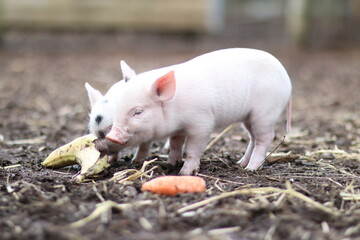 cute mini pigs on a farm in england, uk