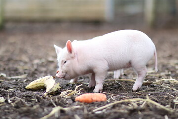 cute mini pigs on a farm in england, uk