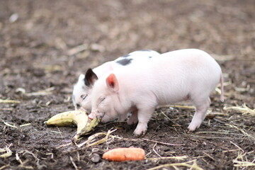 cute mini pigs on a farm in england, uk
