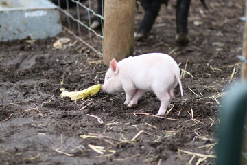 cute mini pig on a farm, in england uk