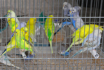 birds budgies and agapornis confined in aviaries sold at the animal shop