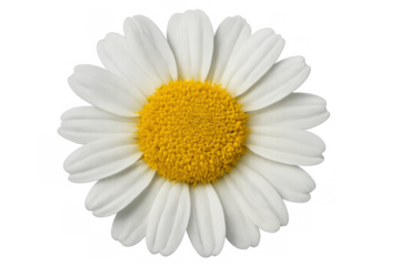 Daisy flower showing natural beauty with delicate white petals and a vibrant yellow center, isolated on a transparent background