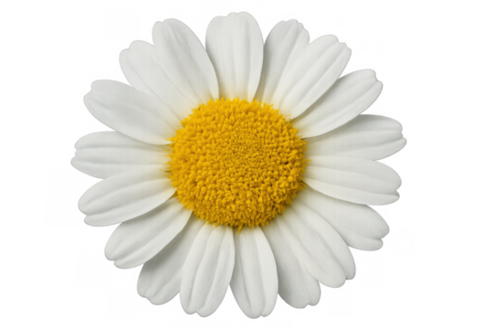 Daisy flower showing natural beauty with delicate white petals and a vibrant yellow center, isolated on a transparent background