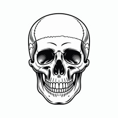 Detailed human skull graphic engraving illustration design element