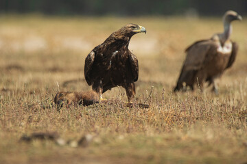 Aguila imperial iberica
