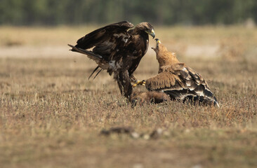 Aguila imperial iberica