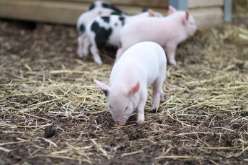 cute mini pigs on a farm in england, uk