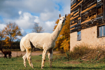 A white alpaca standing beside an old rustic barn on a sunny autumn day. Captures the charm of rural farm life and natural countryside beauty.