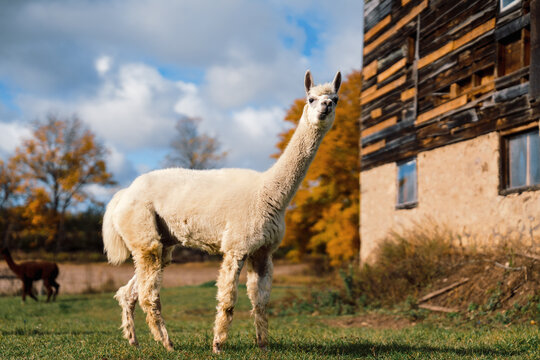 A white alpaca standing beside an old rustic barn on a sunny autumn day. Captures the charm of rural farm life and natural countryside beauty.