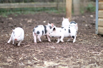 cute mini pigs on a farm in england, uk