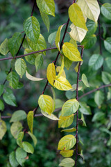 Colorful autumn leaves on nature background