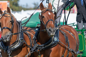 Close up of Shire horses pulling a carriage at a rural show
