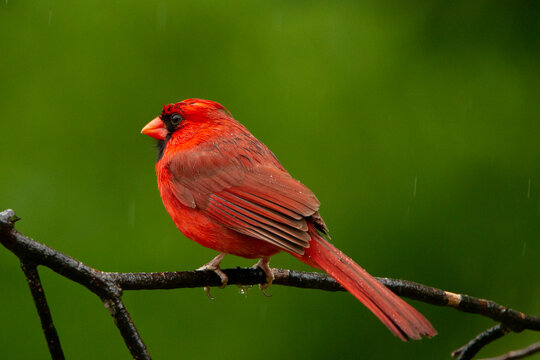 Cardinal in the rain - Powered by Adobe