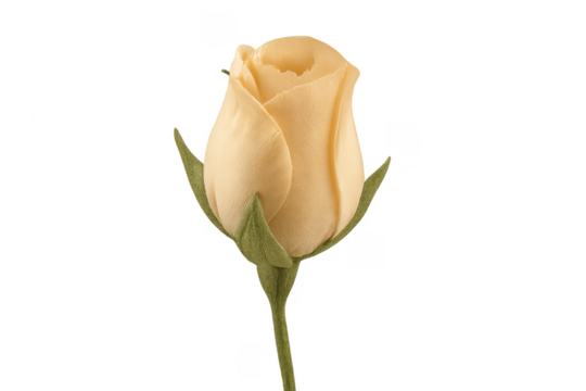 Yellow rose bud on stem with transparent background