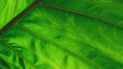 green leaf background