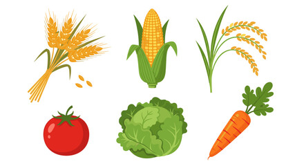 Illustration of wheat corn rice tomato cabbage and carrot crops