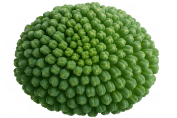 Green plant bud showing a detailed fibonacci spiral pattern. Growing organic texture in nature, isolated on transparent