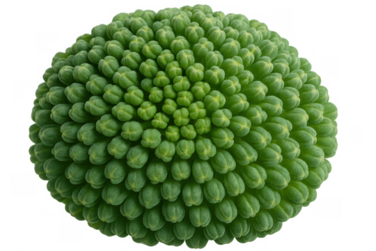 Green plant bud showing a detailed fibonacci spiral pattern. Growing organic texture in nature, isolated on transparent