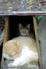 Portrait of cute fluffy cat
