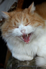 Portrait of cute red cat