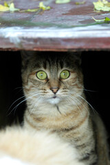 Portrait of cute fluffy cat