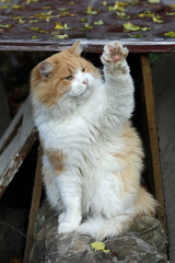 Portrait of cute red cat