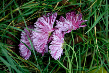 Drops of rain on autumn flowers