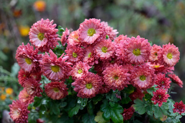 Drops of rain on autumn flowers