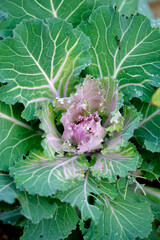 Drops of rain on autumn flowers