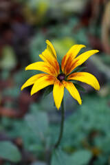 Drops of rain on autumn flowers