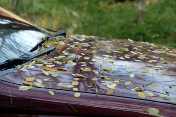 Colorful autumn leaves on nature background