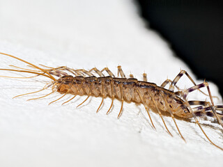 Scutigère véloce (Scutigera coleoptrata) observée sur un mur intérieur, vue latérale macro montrant les segments du corps