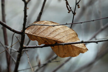 Colorful autumn leaves on nature background